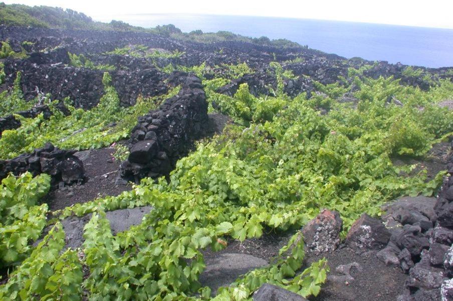 Lajido Baco'S Vineyard 빌라 외부 사진